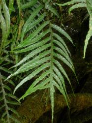 Lecanopteris novae-zealandiae. Pinnatifid fertile frond growing on a tree trunk.
 Image: L.R. Perrie © Te Papa CC BY-NC 3.0 NZ